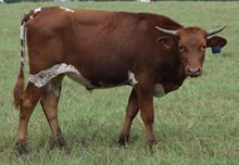 Connie 15 Steer