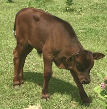 YR Bull Calf