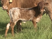 BR Mr. Right X DC Awesome Rose Heifer Calf