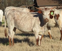 Heifer calf 2015 Bandera Chex x Shamrock A.H.