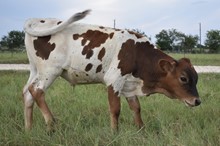 99 Problems x Jewel bull calf