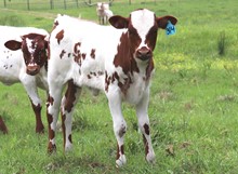 heifer calf 2023 All In x ECRSpecialT