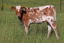 Heifer calf 2023 All In x Jesta Winner