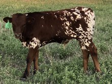Unnamed Bull Calf