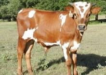 Cowboy Chex x Rio Beautiful bull calf