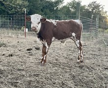 8/22 Marsha’s Bull Calf