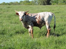 JBM Billy Ann 2016 bull calf