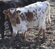 Pacific Allie/BR Cracker Jack heifer embryo calf