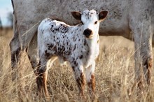 2016 Crisp Shenandoah Bull Calf