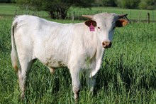 2015 Shenandoah Bull Calf