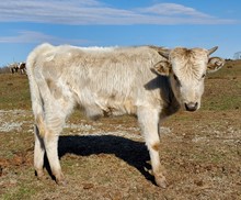 Pumkin 2022 steer calf