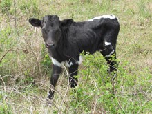 Suzie bull calf 2021