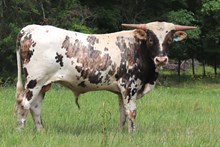 Bull calf 2023 HelloDarlinxShadowBet 