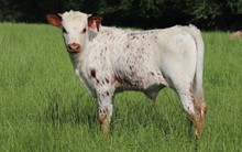 2021 Bull calf Pearl Snap BCB X Bandera's