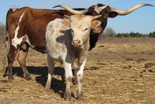 Shoelace bull calf 2021