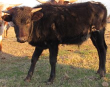Frosty's 2019 bull calf