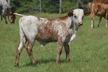 HBR Ezra's Lil Gal 2023 Bull Calf