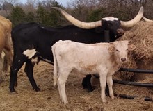 Cadillac's 2022 steer calf