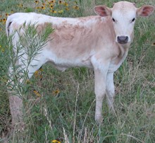Sweetgrass 2019 heifer