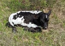 Rosebell's 2023 Bull Calf