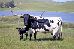 History of the Texas Longhorn