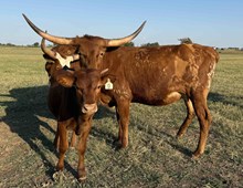 005/3 DAYTIME JAM 42/6 X EXP