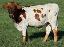 Raindrops 17 Bull