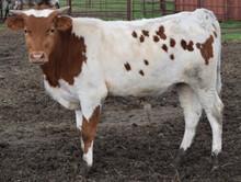 Something Special 17 Steer