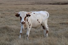 Silver White Arrow 396