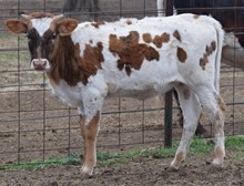 Temptress 17 Heifer