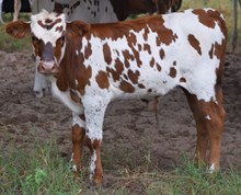 Showoff 17 Bull