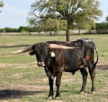 ERZ BWANA'S WILDFIRE