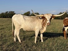 078/3 CASANOVA BELIEVER X SW 92/7 X EXP