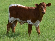 Shad's 17 Bull