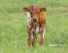 AML TESSA’S ACE X G&A MISS RODEO WHIRL