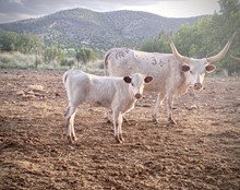 LL Rainbow Moonstone