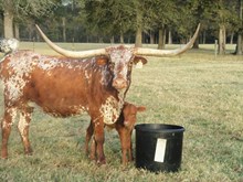 TX W MORNING GLORY 