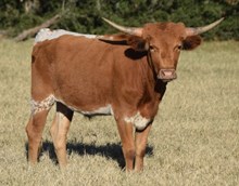 Showoff 16 Steer