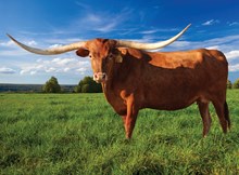 ECR Hearts & Flowers