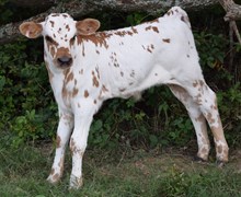 Grace 17 Bull