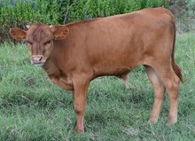 Laloof 17 Bull