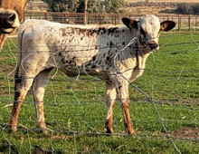 Stop Sign x Anchorage 2022 heifer