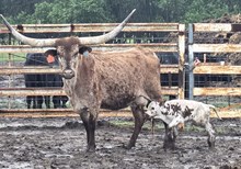 ANNEX'S SPOTTED CARRAMELL