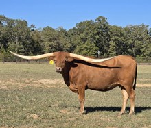 DR REESE'S BABY DOLL