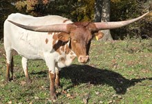 N8ive Lonesome Windz