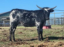 FC Bouquet Of Flowers