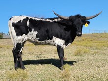 FC Pistol Packin' Annie