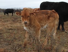 Fancy Stella heifer calf