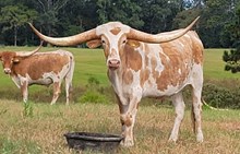 Steer calf 2022 WhiskeyBentxDDLRiverQ