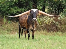 Steer calf 2022 WhiskeyBentxRangersFoxy